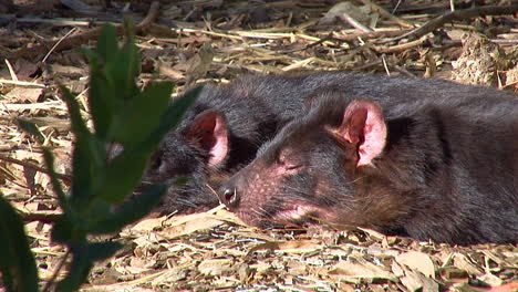 los demonios de tasmania se sientan en el suelo en tasmania, australia.