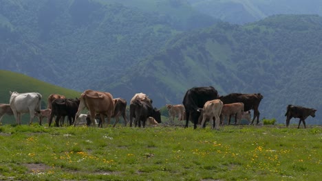 vacas pastando juntas en un campo. vacas corriendo hacia la cámara.