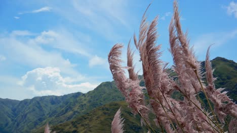 pampa grass in the mountains of argentina