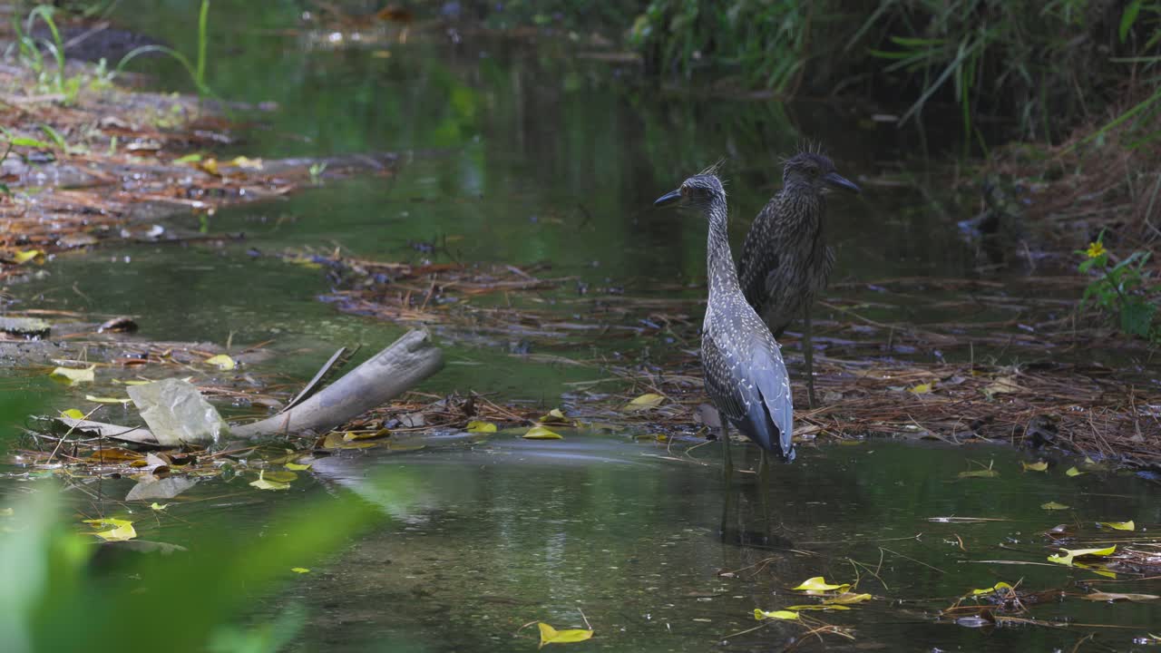 A juvenile heron wades slowly through a quiet, shallow forest stream surrounded by mossy roots and autumn leaves