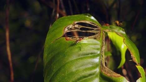 Red-Flies-mimic-wasps-with-their-striking-colors-and-use-their-front-legs-as-antennae