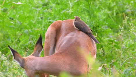 a red-billed oxpecker sitting on the back of a deer, stunning wildlife animal footage in green grass, close up, brown animals