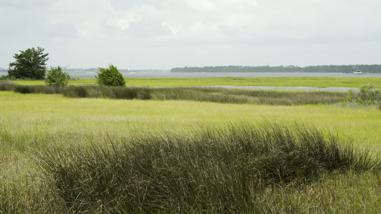hierba de pantano danzante de un día ventoso cerca del río, ancho estático