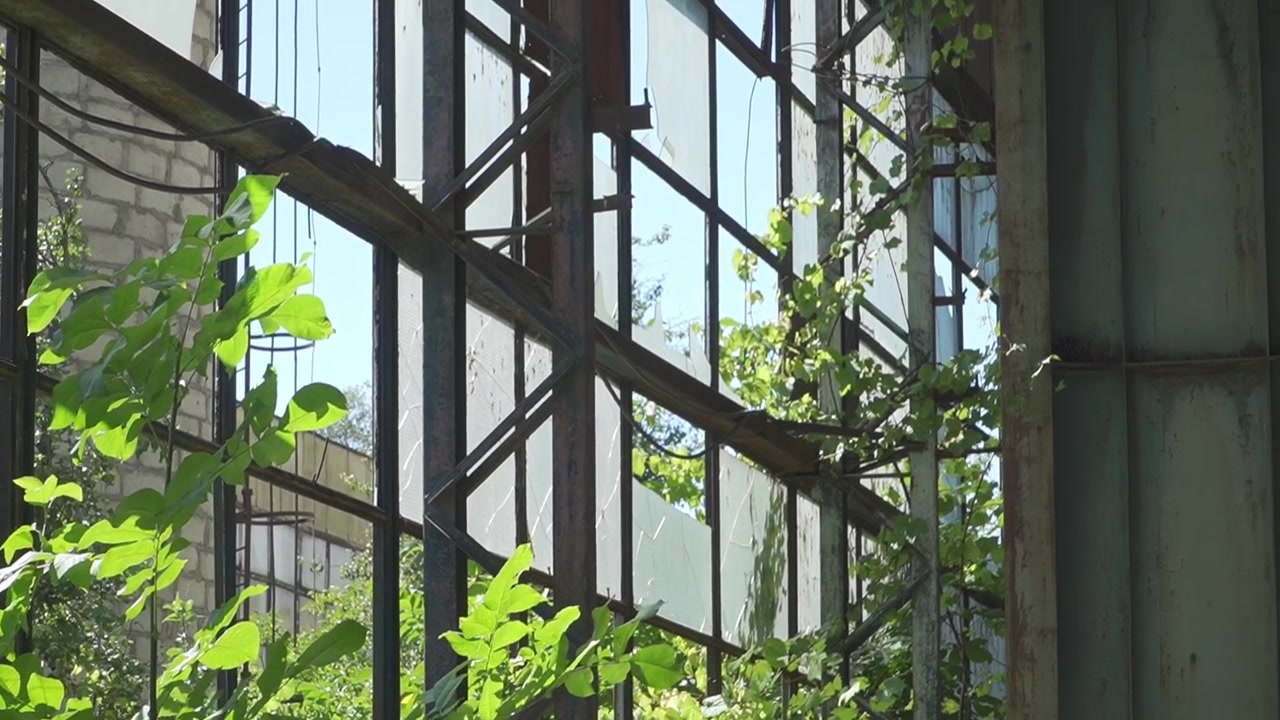 Grünes Laub gedeiht in einer industriellen Glasstruktur und unterstreicht die Widerstandsfähigkeit der Natur. Ideal für Themen wie urbanen Verfall oder Umwelt-Storytelling