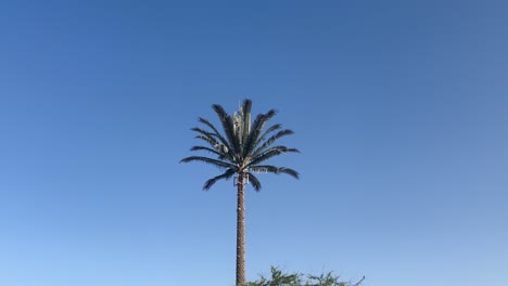 Tall-palm-tree-stands-alone,-isolated-on-blue-sky-with-copy-space