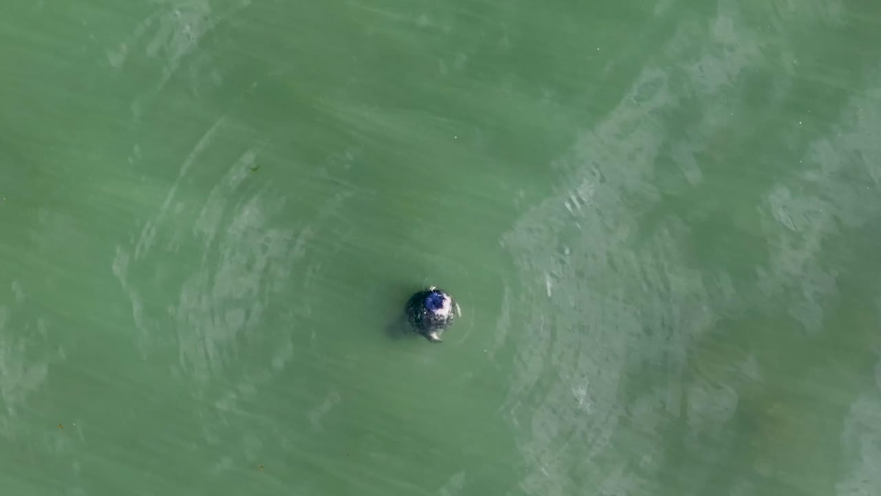 은 해파리는 아이슬란드의 은 물속을 떠다니며, 그 순환하는 길은 그 기의 증거이며, 머리와 등은 빛에 반이고, 히 헤엄친다.