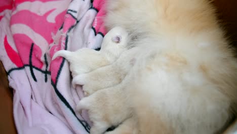 close up shot of newborn sweet puppies suckling on mother's breast for milk while lying on the towel