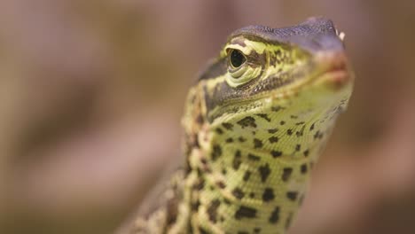 Nahaufnahme-Von-Sand-Goanna