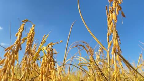 golden ears of organic wheat field harvest swinging in breeze against blue sky