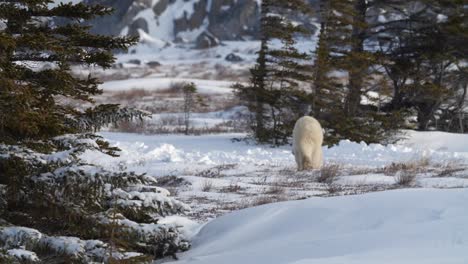 Eisbär-Läuft-über-Verschneite-Landschaft-Zwischen-Bäumen,-Eiskaltes-Wetter