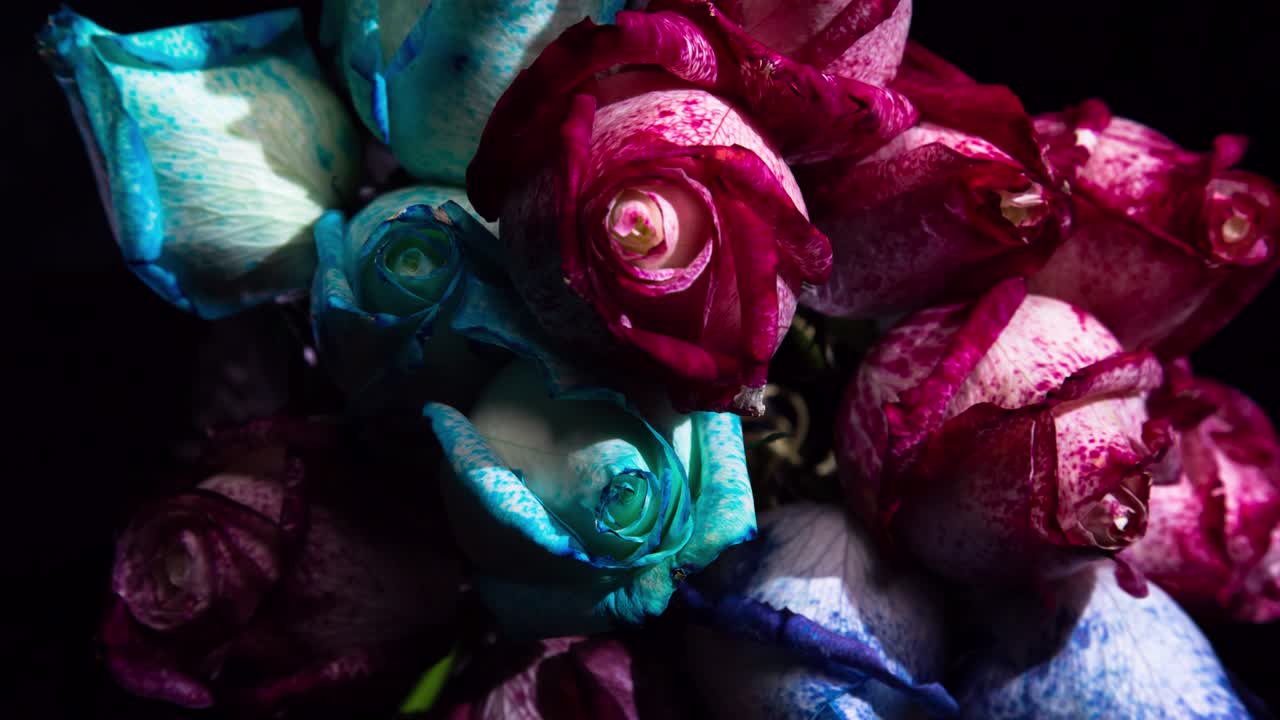 белые розы меняют цвет и цветут.