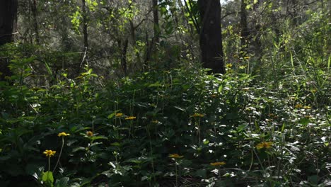 wildflower wild flowers growing plants outdoor, yellow petal in bloom, nature