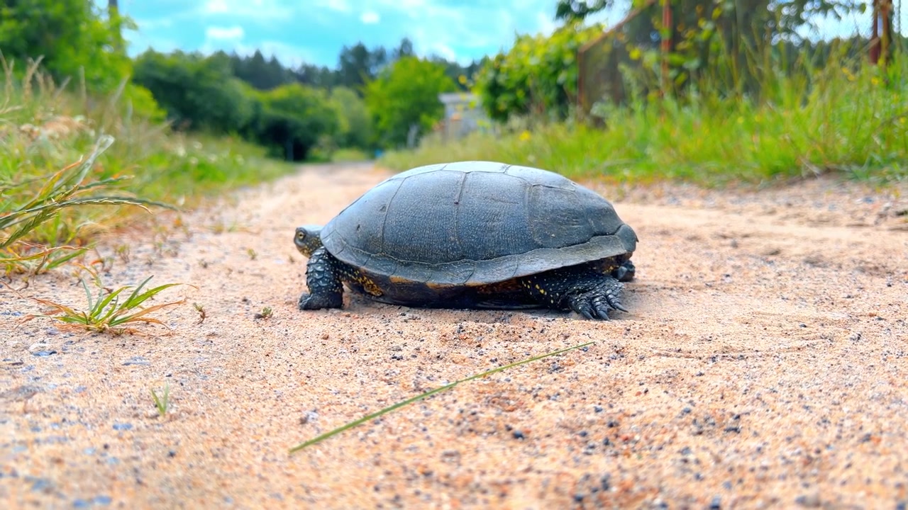Side view of a European pond turtle on sand. Profile shot of a dark spotted reptile crawling along a rural dirt road near green grass.