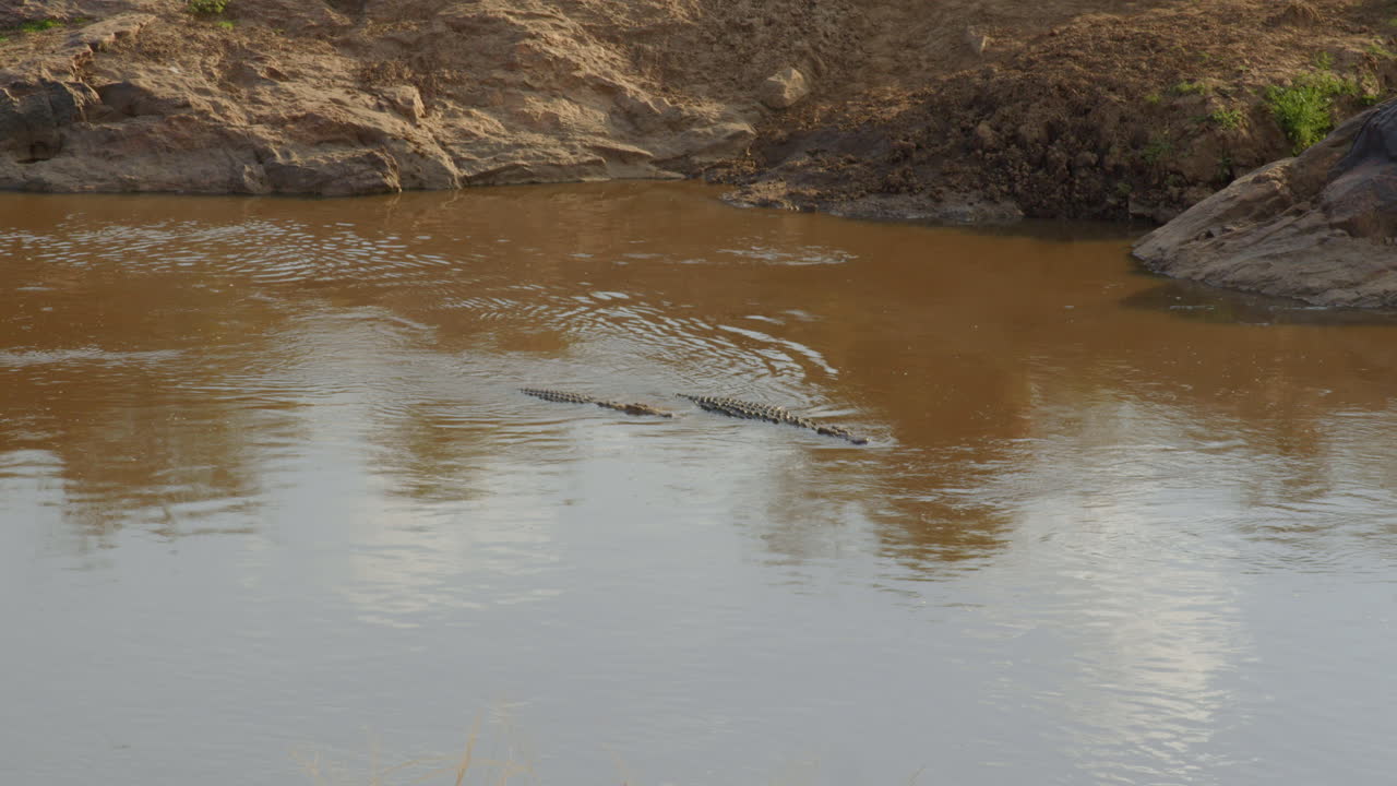dos cocodrilos del nilo nadan por las aguas del río mara, sabiendo que la presa pronto intentará cruzar