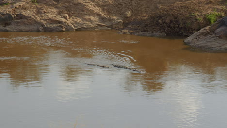 Zwei-Nilkrokodile-Schwimmen-Das-Wasser-Des-Mara-flusses-Hinauf,-Wohl-Wissend,-Dass-Die-Beute-Bald-Versuchen-Wird,-Sie-Zu-überqueren