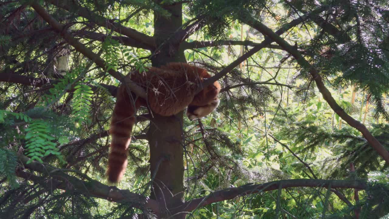 Panda rosso che dorme su un albero