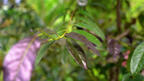 primer plano cinematográfico de hojas de color púrpura de la planta de guayusa en la selva amazónica - primer plano macro