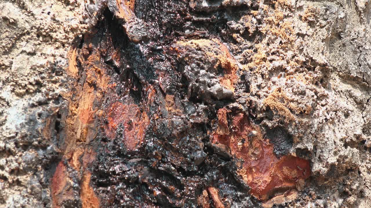 cerrar toma estática exterior de bichos voladores en el tronco del árbol en el día