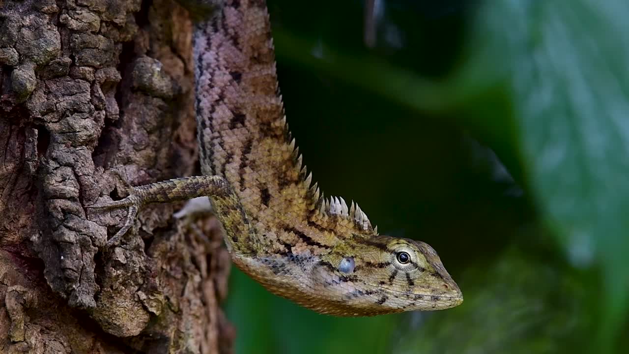 동양 정원 도마뱀은 동부 정원 도마뱀, 흡혈귀 및 변경 가능한 도마뱀이라고도합니다.