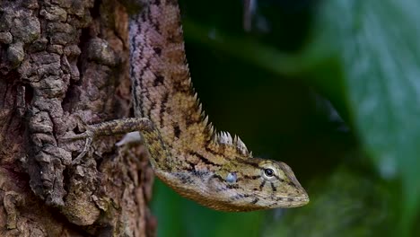 El-Lagarto-De-Jardín-Oriental-También-Se-Llama-Lagarto-De-Jardín-Oriental,-Chupasangre-Y-Lagarto-Cambiable