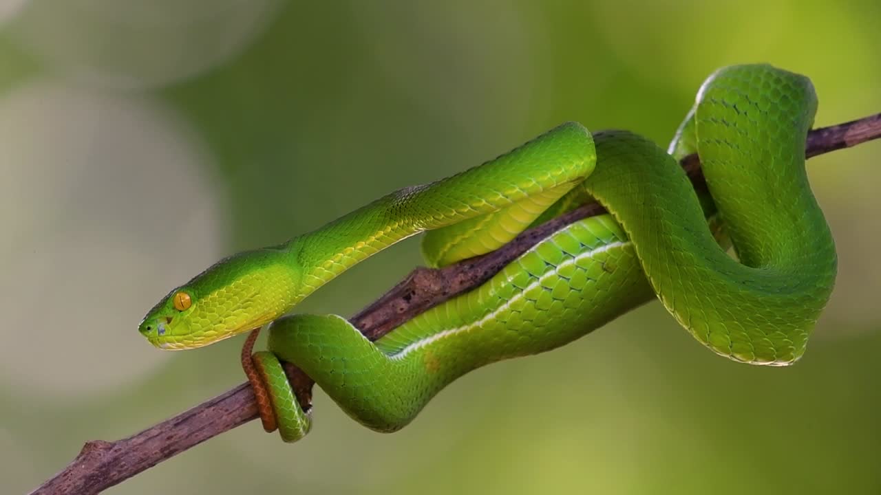 Premium stock video - The white-lipped pit viper is a venomous pit ...