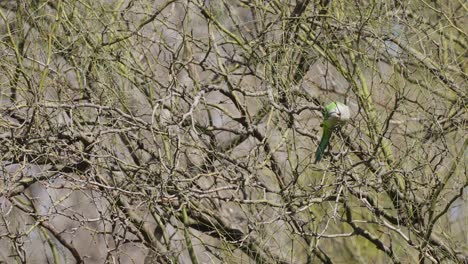 Monk-Parakeet-or-Quaker-Parrot-perched-in-leafless-tree-and-flying-away,medium-shot