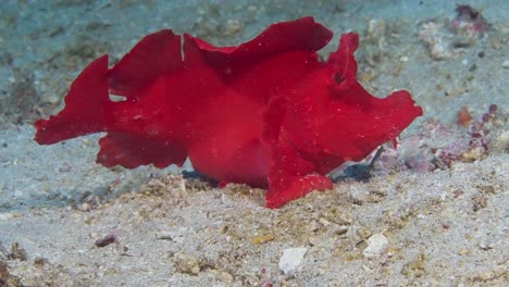 paddle-flap scorpionfish moving in the current