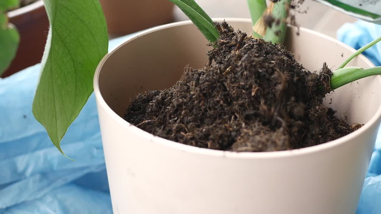repotamiento de una planta de interior