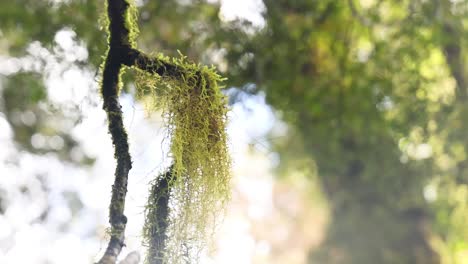 gotas de lluvia cayendo sobre la rama de un árbol cubierto de musgo