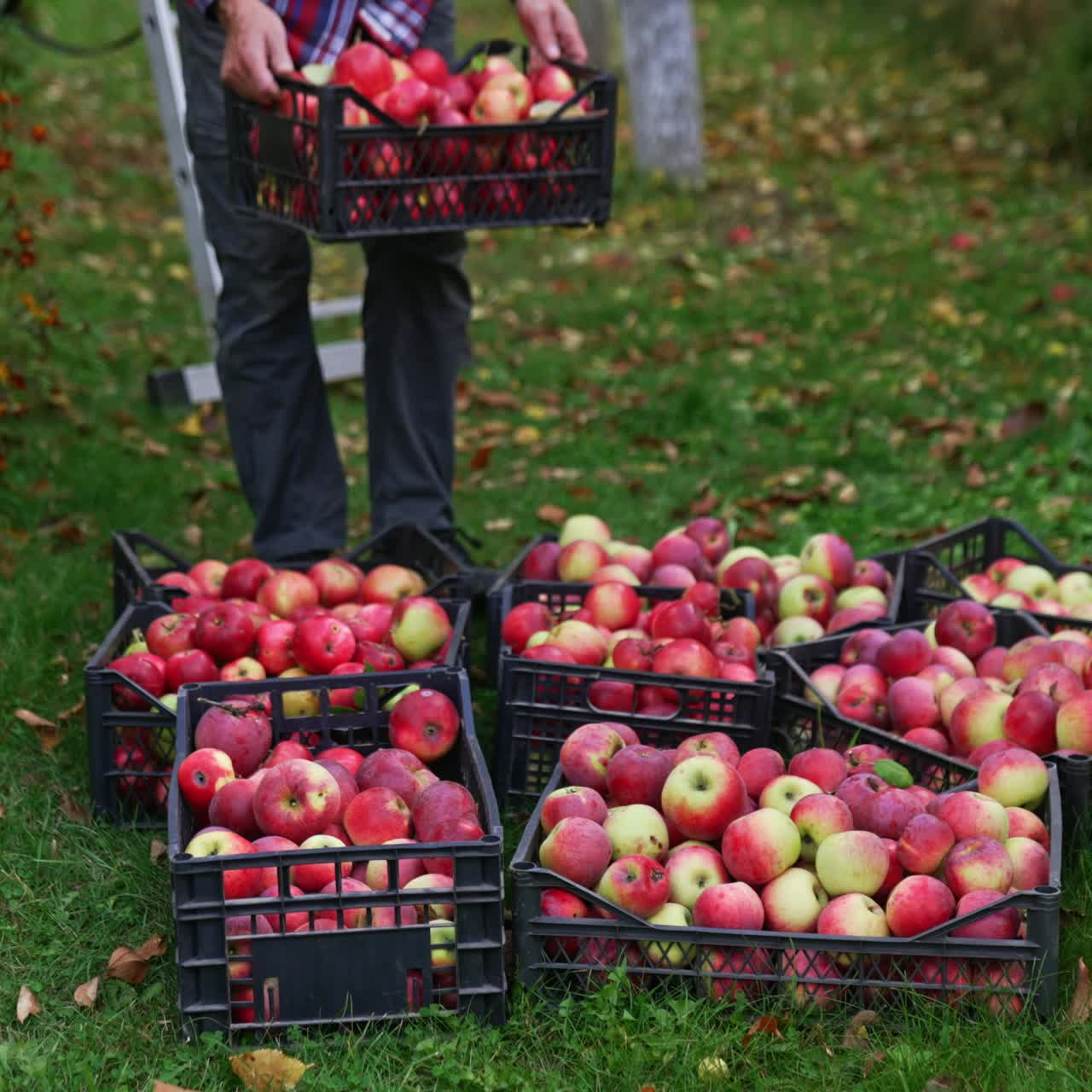 Organic fresh ripe fruits farming. Ripe apple season farming countryside
