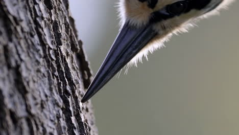 close-up of a bird's beak on a tree trunk