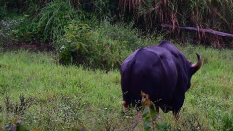 gaur, bos gaurus, kui buri national park, thailand