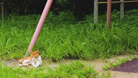 Gato-Salvaje-En-Japón-Se-Acuesta-En-El-Suelo-De-Un-Parque-Local-De-Kyoto