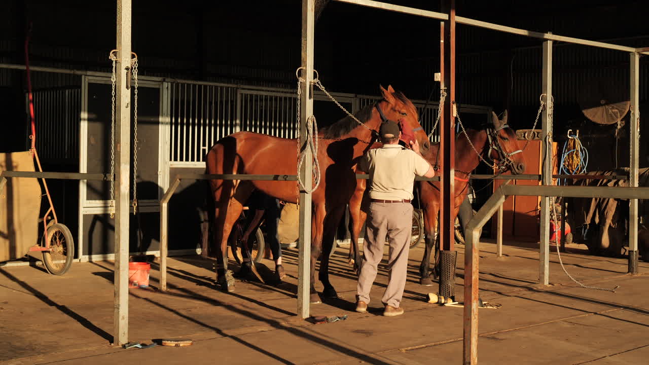 Harness horses getting fitted in stables