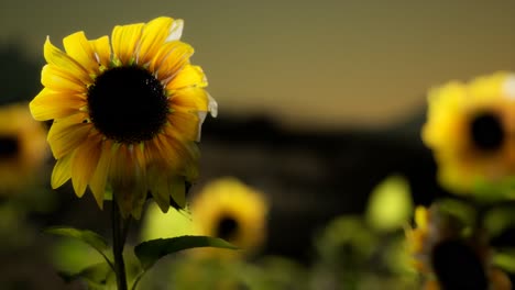 Sunflower-field-on-a-warm-summer-evening