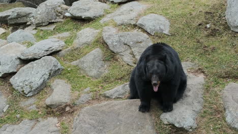 un oso negro de tiro ancho sentado en un hábitat de montaña