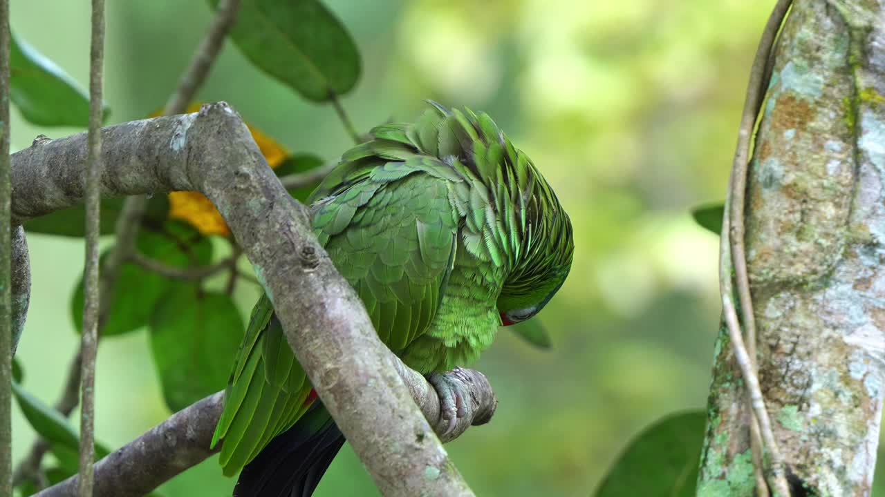 amazona salvaje de corona roja en una rama de árbol en medio de un bosque, limpiando y arreglando sus plumas de alas, especies de aves en peligro de extinción debido a la destrucción del hábitat y el comercio ilegal de mascotas, tiro de cerca