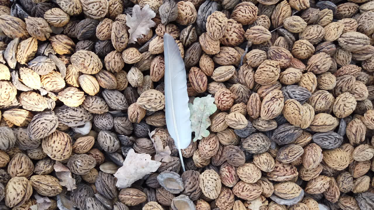 In this tranquil outdoor setting, a forest path is covered with a variety of nuts, accompanied by fallen leaves and a feather resting on the ground, showcasing nature's beauty in autumn