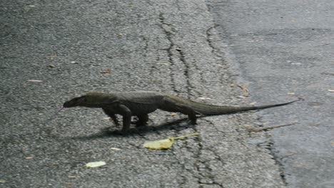 lizard on the road