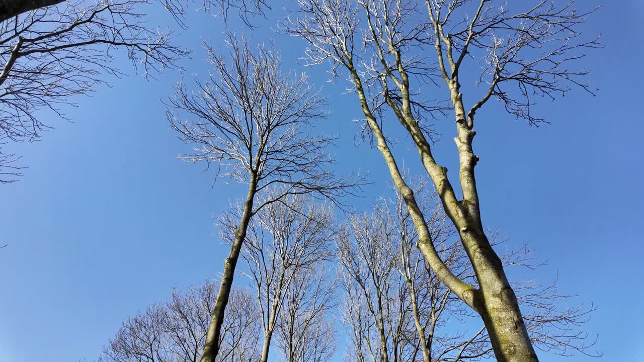 Moving below a row of bare trees in the winter and the blue sky