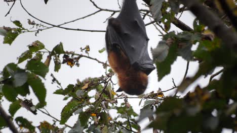 fruit bat flying fox hanging upside down from tree branch spinning around then goes to sleep, close up, day time maffra, victoria, australia