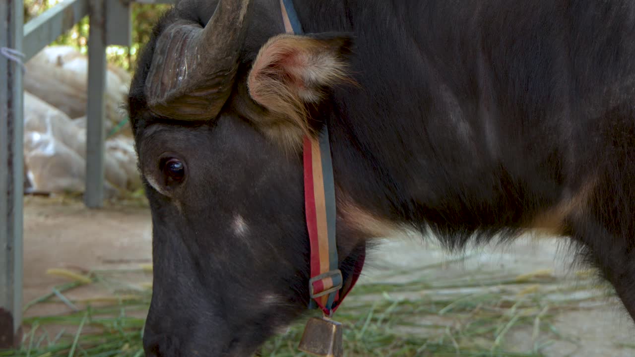 A domestic water buffalo with a bell collar stands in a rural farm setting