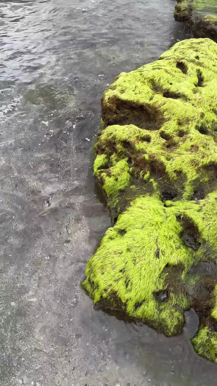 Primo piano di muschio verde vibrante su rocce in acqua bassa