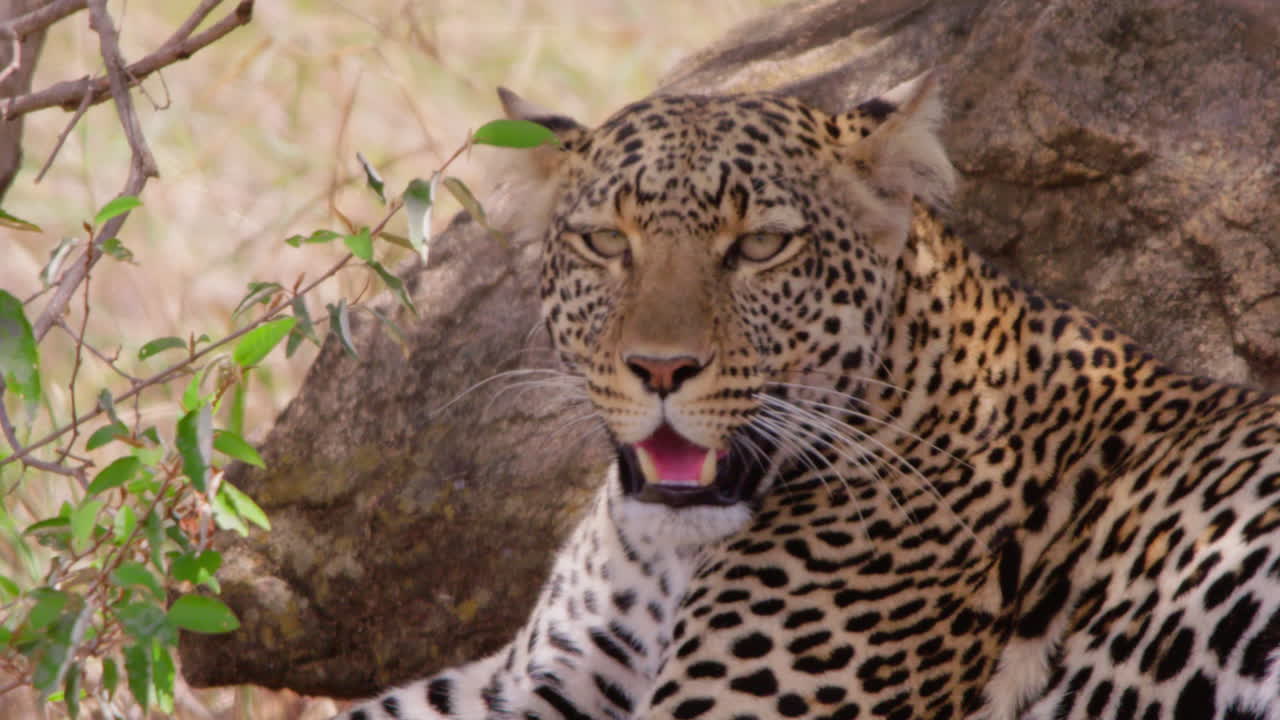 Öğlen kurak savanaya gözlerini diken leopar.