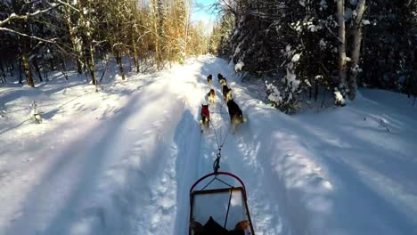 musher riding sleigh