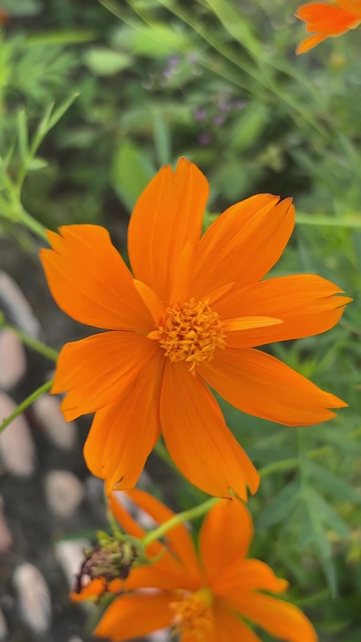 Primo piano di un fiore di cosmo arancione vivace che sboccia in un giardino