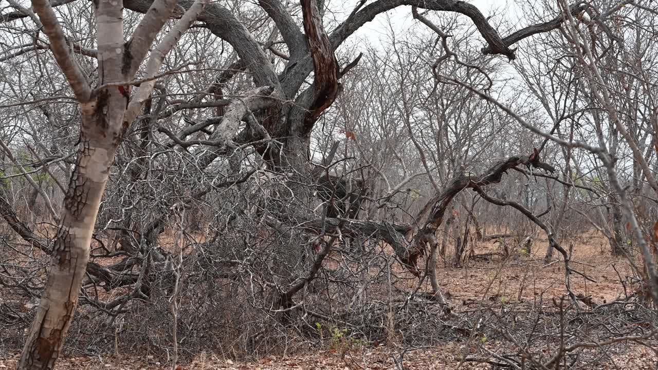 아프리카 짐바브웨의 숨겨진 코끼리