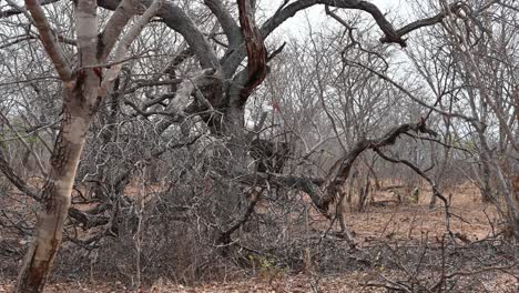 Hidden elephant in Africa, Zimbabwe