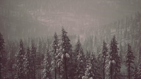 Bosque-De-Abetos-En-Un-Día-De-Niebla