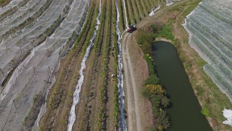 Trabajadores-Cosechando-Tumbas-En-Un-Viñedo-En-Nueva-Zelanda-Mientras-Pasa-Un-Tractor